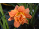 Hemerocallis