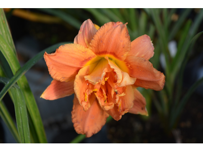 Hemerocallis