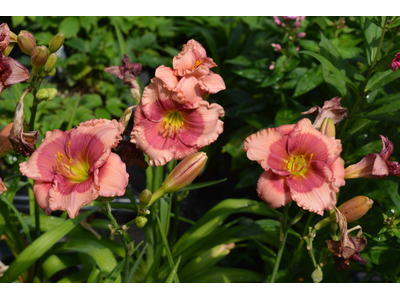 Hemerocallis