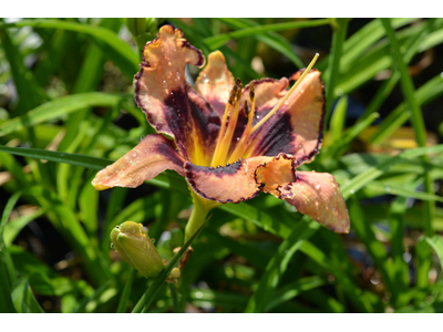 Hemerocallis