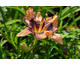 Hemerocallis Exotic Treasure