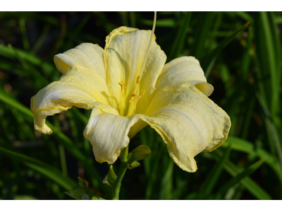 Hemerocallis