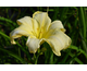 Hemerocallis Ice Carnival