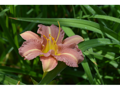 Hemerocallis