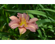 Hemerocallis Longfields Woodpecker