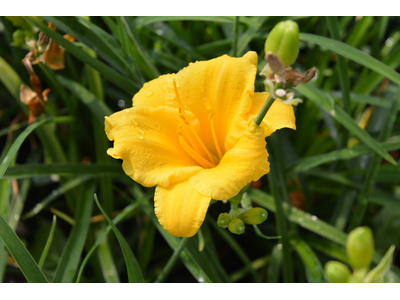 Hemerocallis