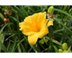 Hemerocallis