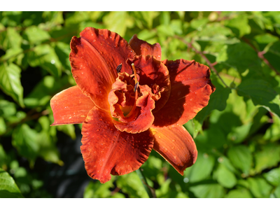 Hemerocallis