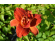 Hemerocallis