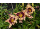 Hemerocallis