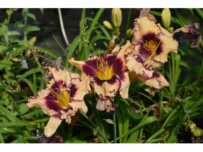 Hemerocallis