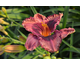 Hemerocallis