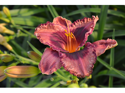 Hemerocallis