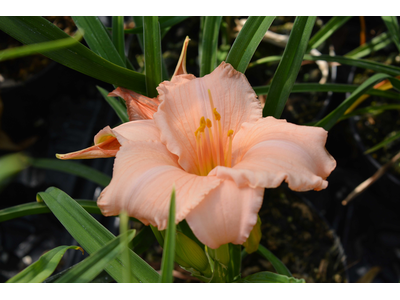 Hemerocallis