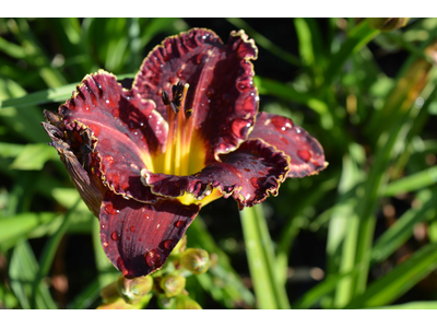 Hemerocallis