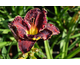 Hemerocallis