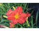 Hemerocallis Red Rum