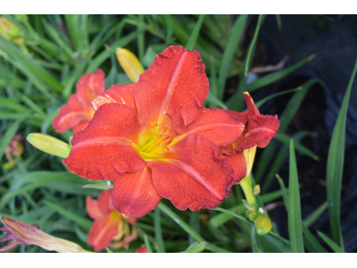 Hemerocallis