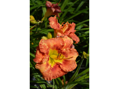 Hemerocallis