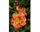 Hemerocallis Rose Corsage