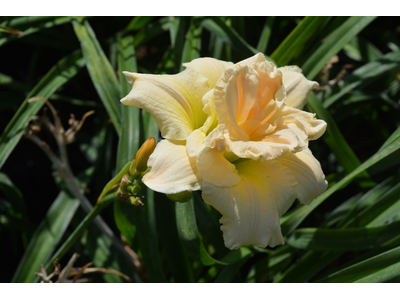 Hemerocallis