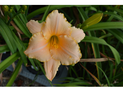 Hemerocallis