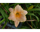 Hemerocallis Serena Sunburst