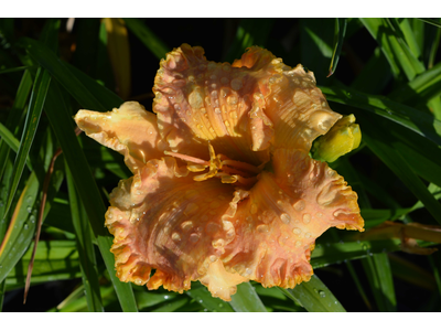 Hemerocallis