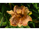 Hemerocallis