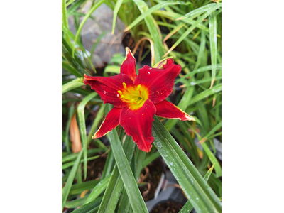 Hemerocallis