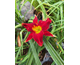 Hemerocallis Stella in Red