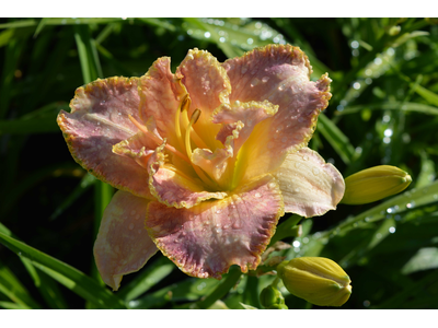 Hemerocallis