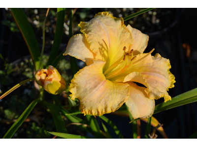 Hemerocallis