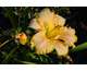 Hemerocallis