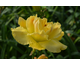 Hemerocallis Yellow Submarine