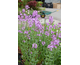 Hesperis matronalis    