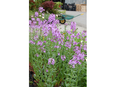 Hesperis matronalis    