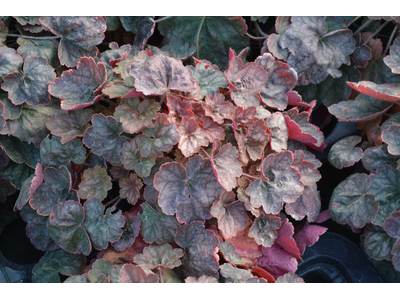 Heuchera