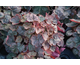 Heuchera