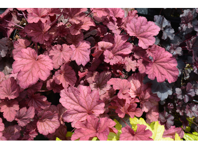 Heuchera