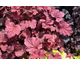 Heuchera Berry Smoothie ®