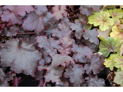 Heuchera
