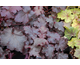 Heuchera Black Beauty ®