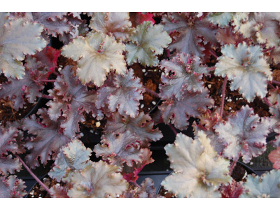 Heuchera