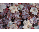 Heuchera Black Taffeta