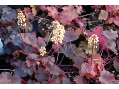 Heuchera