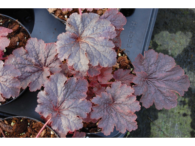 Heuchera