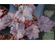 Heuchera Cajun Fire ®