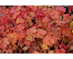 Heuchera Cherry Cola ®