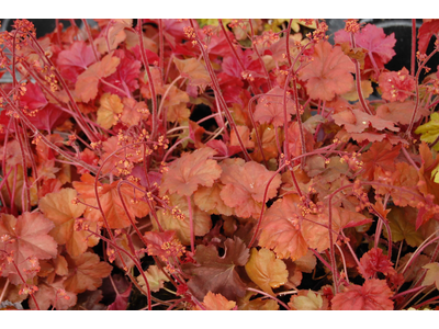 Heuchera
